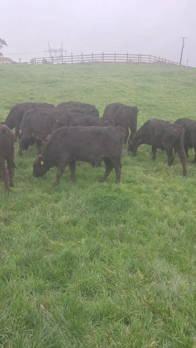Angus weanlings - Image 1