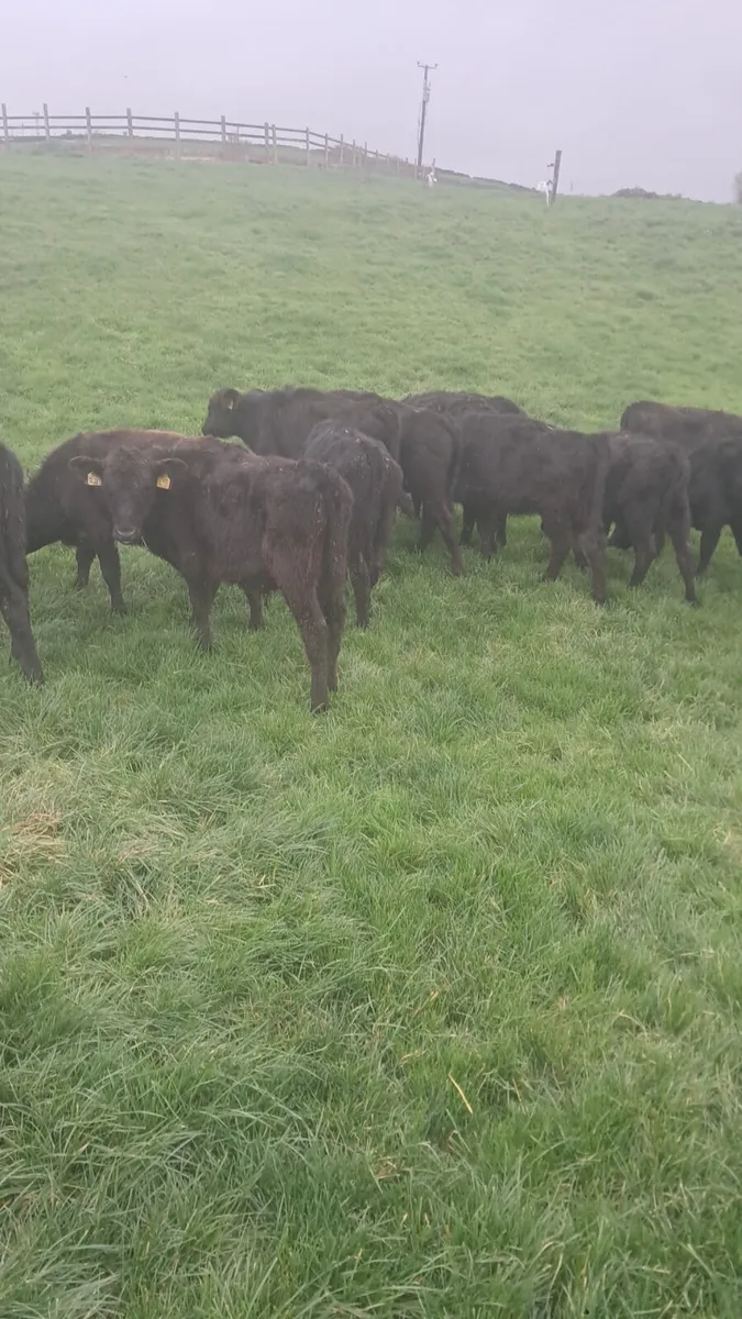 Angus weanlings - Image 3