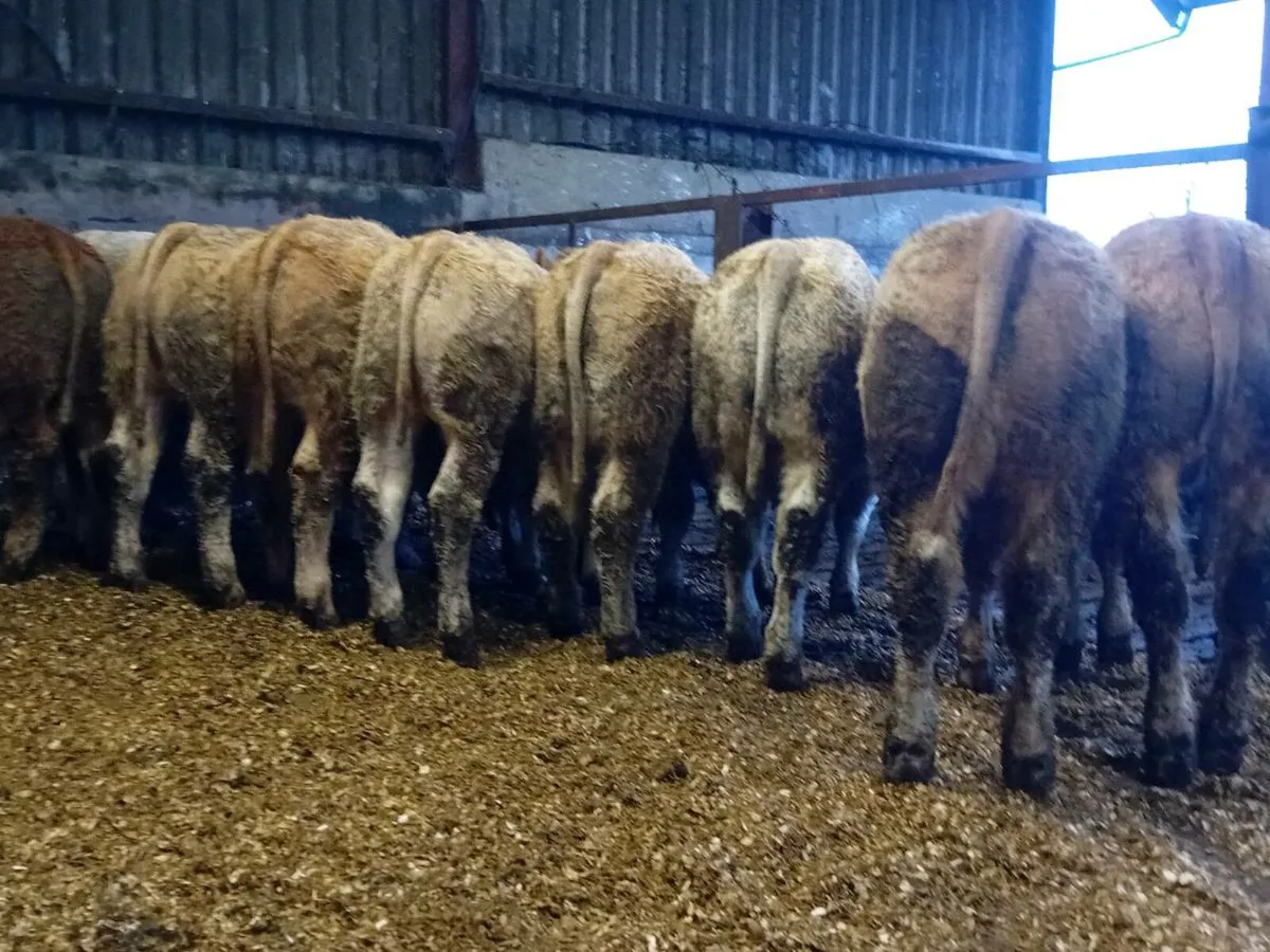 12 Smashing U Grade Charlaois Bullocks - Image 3