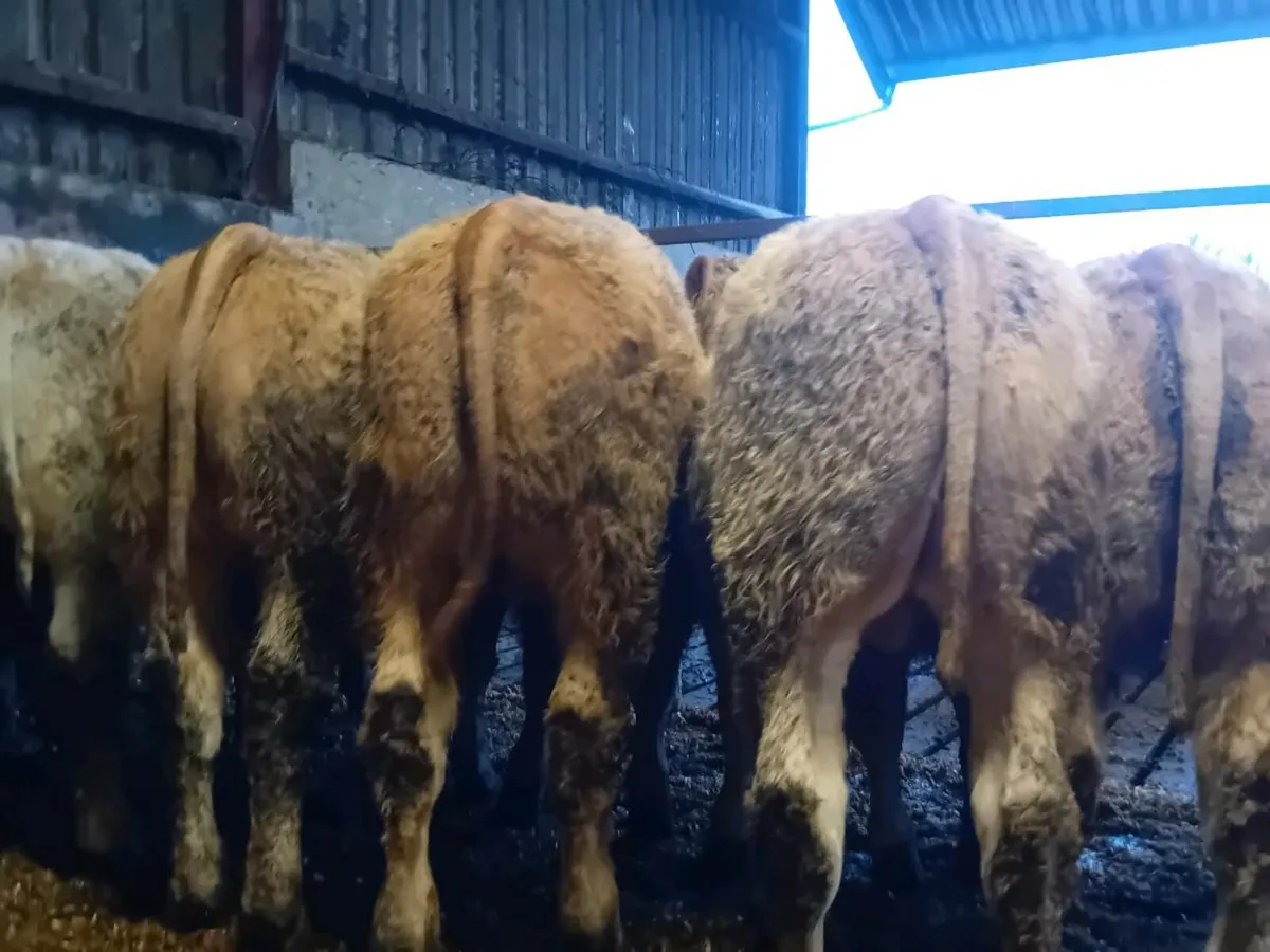 12 Smashing U Grade Charlaois Bullocks - Image 4