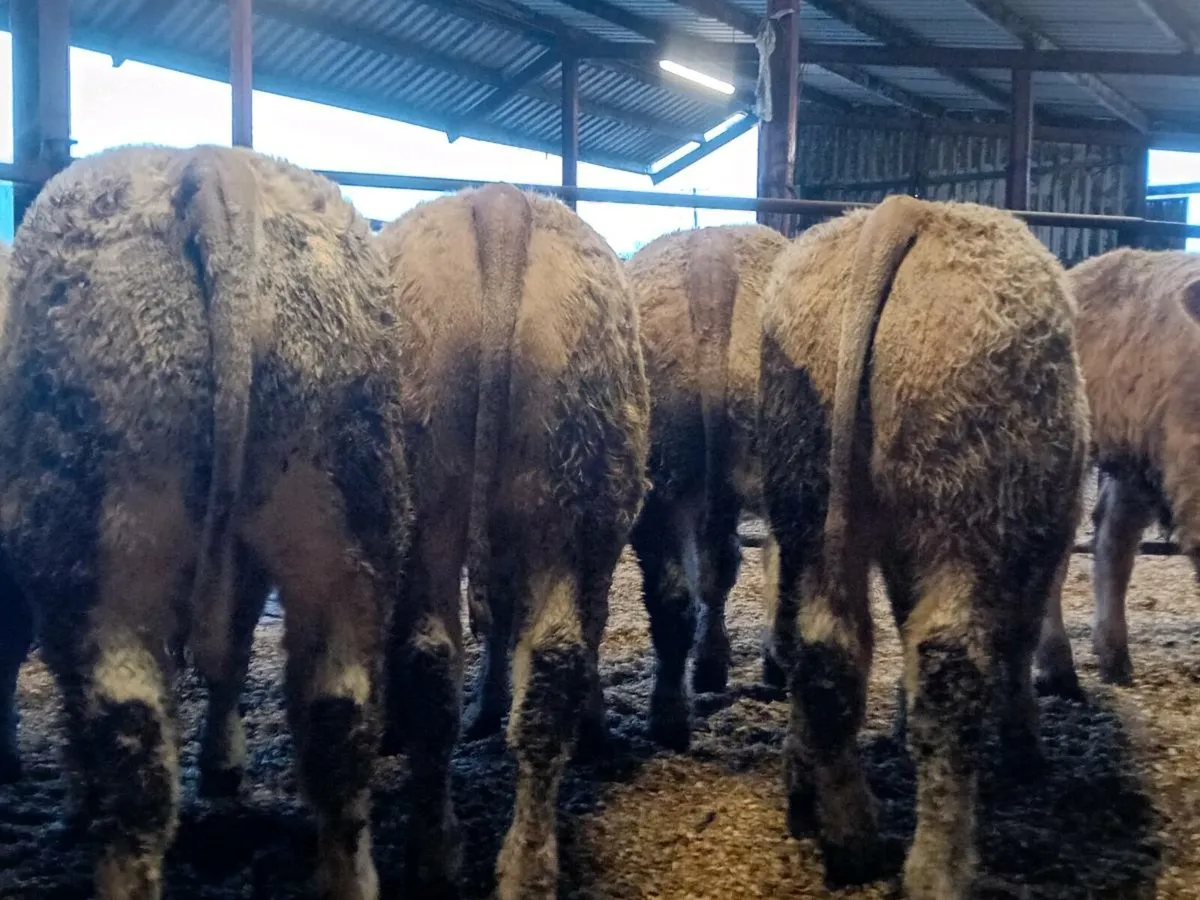 12 Smashing U Grade Charlaois Bullocks - Image 1