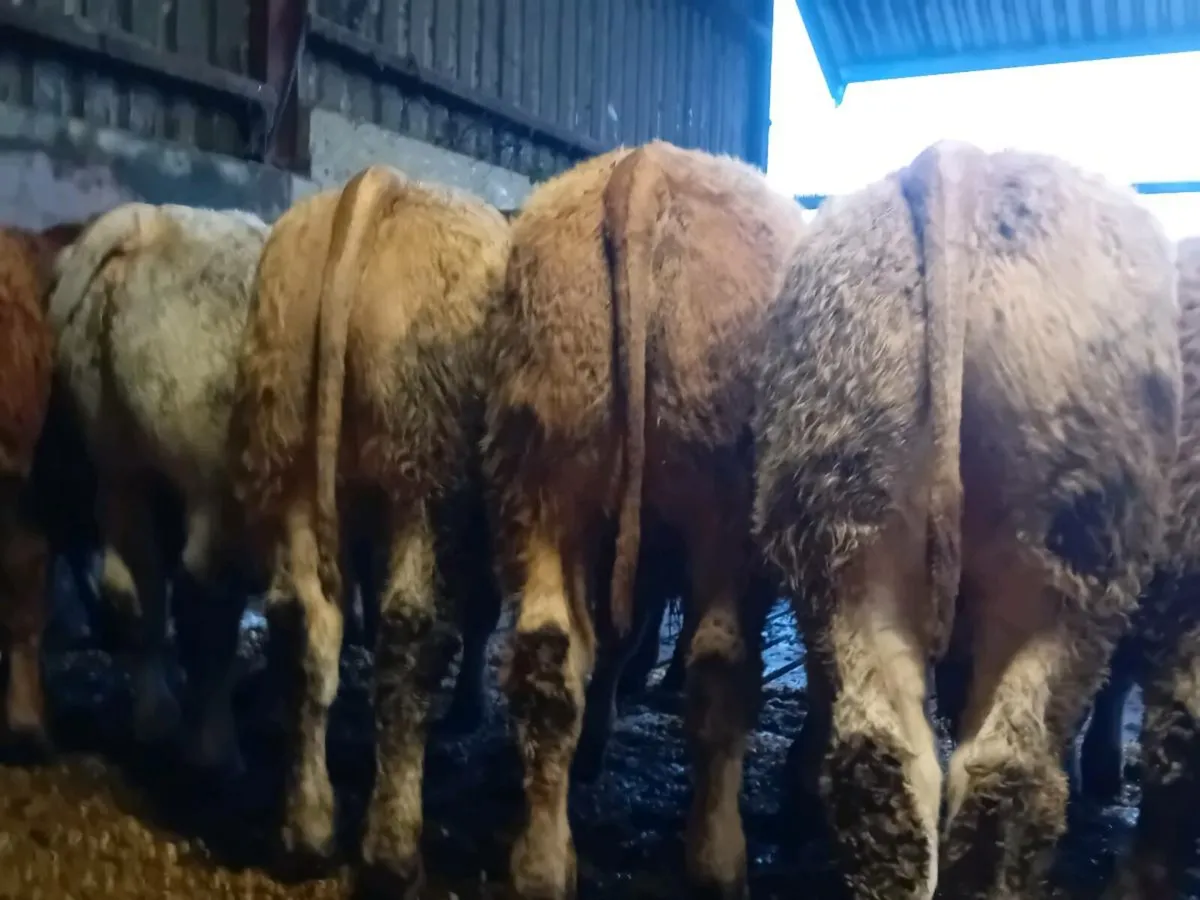 12 Smashing U Grade Charlaois Bullocks - Image 2