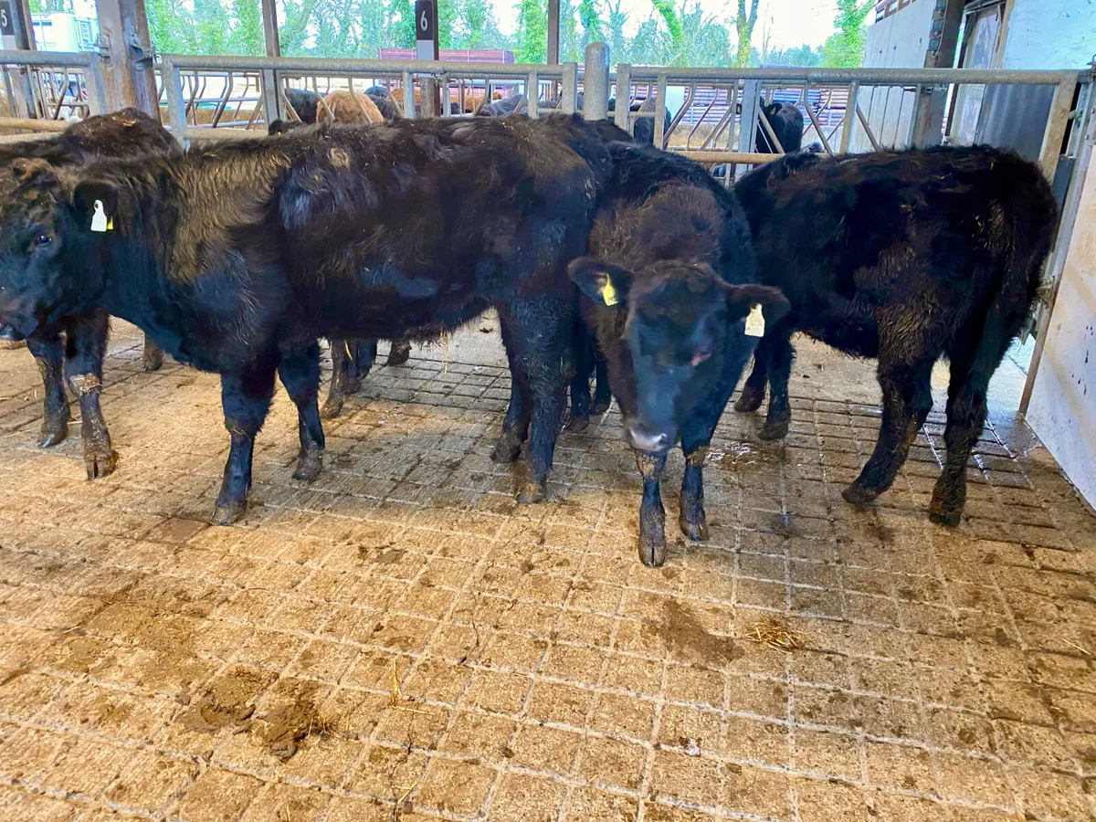 Angus Bulls @ Leinster Livestock - Image 3