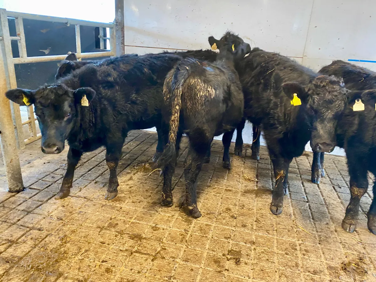 Angus Bulls @ Leinster Livestock - Image 2