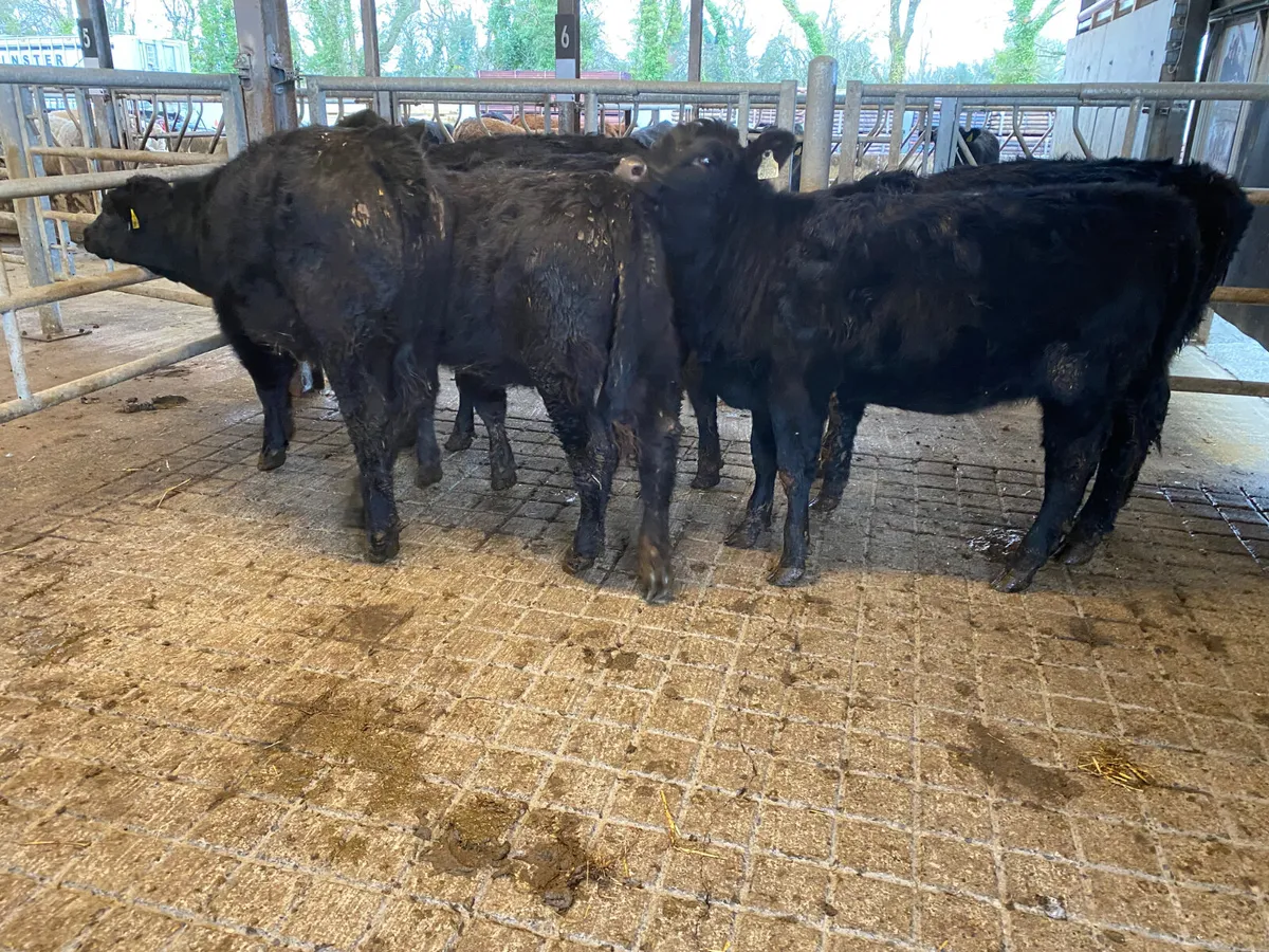 Angus Bulls @ Leinster Livestock - Image 4