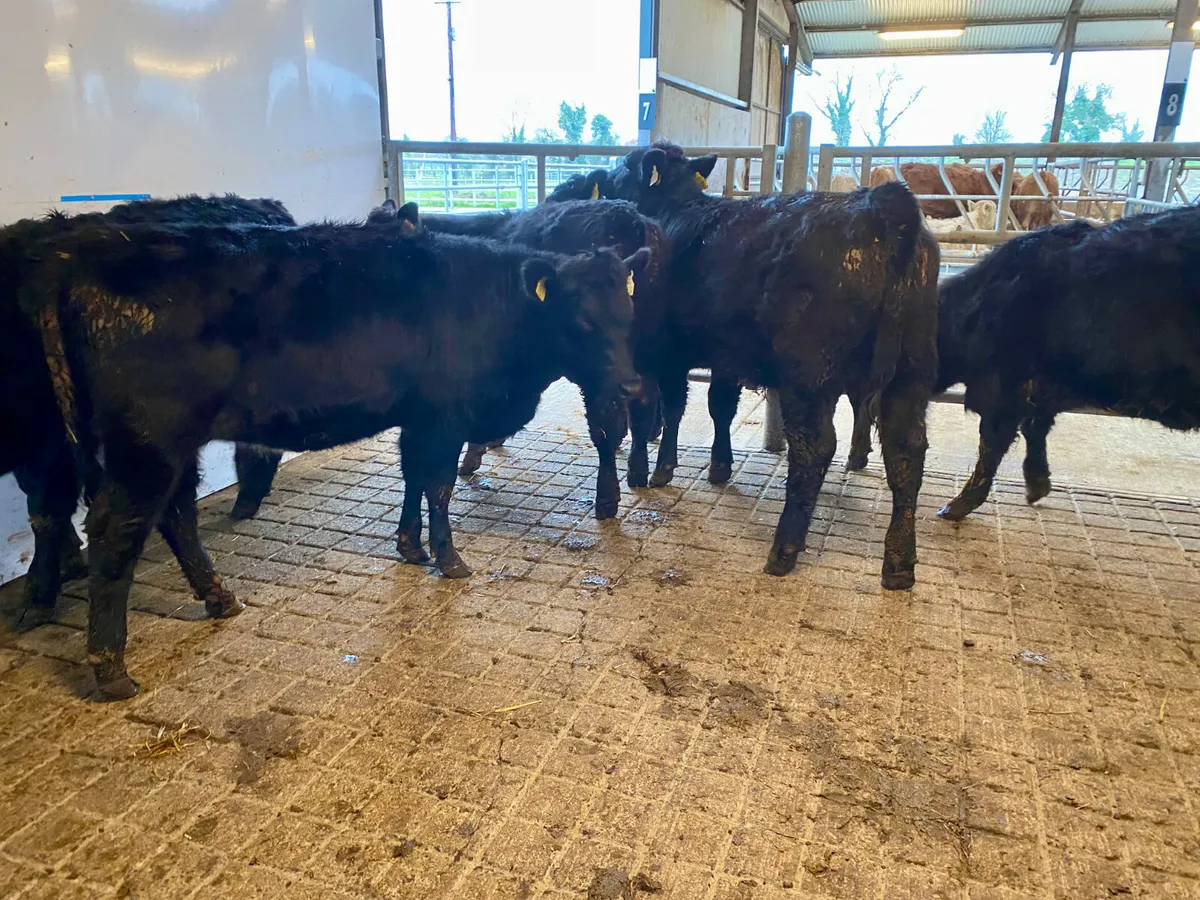 Angus Bulls @ Leinster Livestock - Image 1