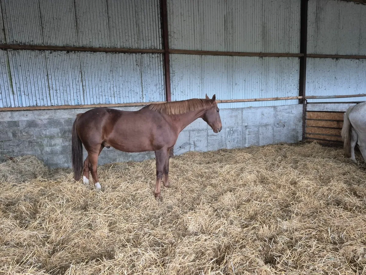 Horse exports - Image 1