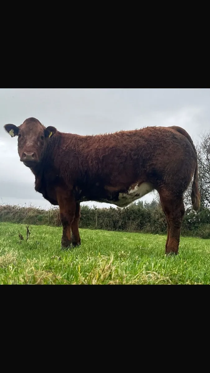 Lovely heifer - Image 1
