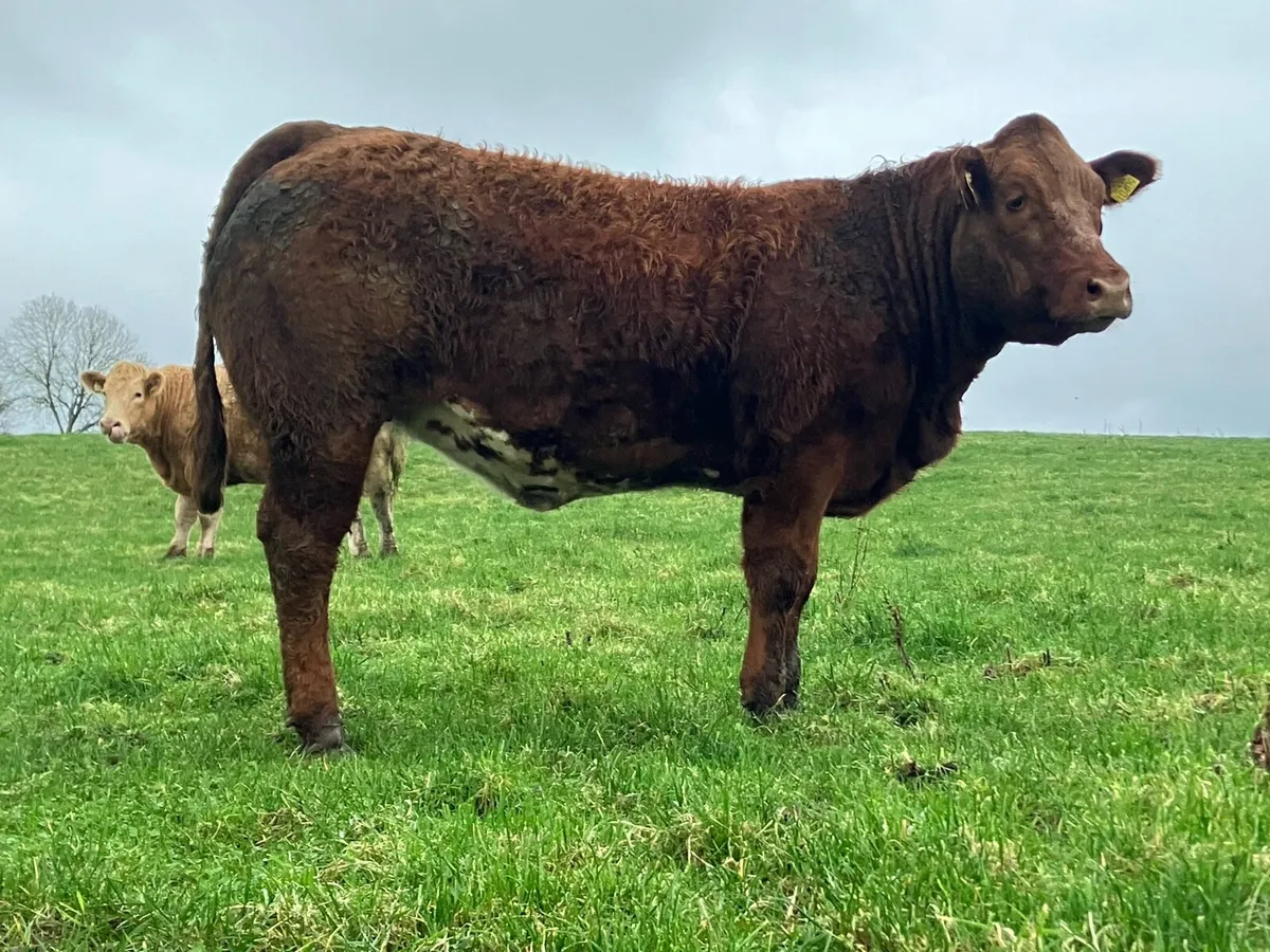 Lovely heifer - Image 2