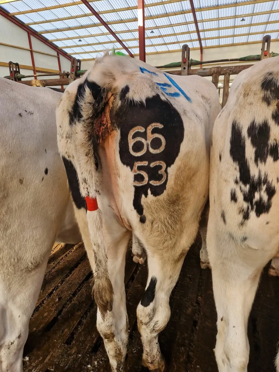 Freeze branding - Image 2