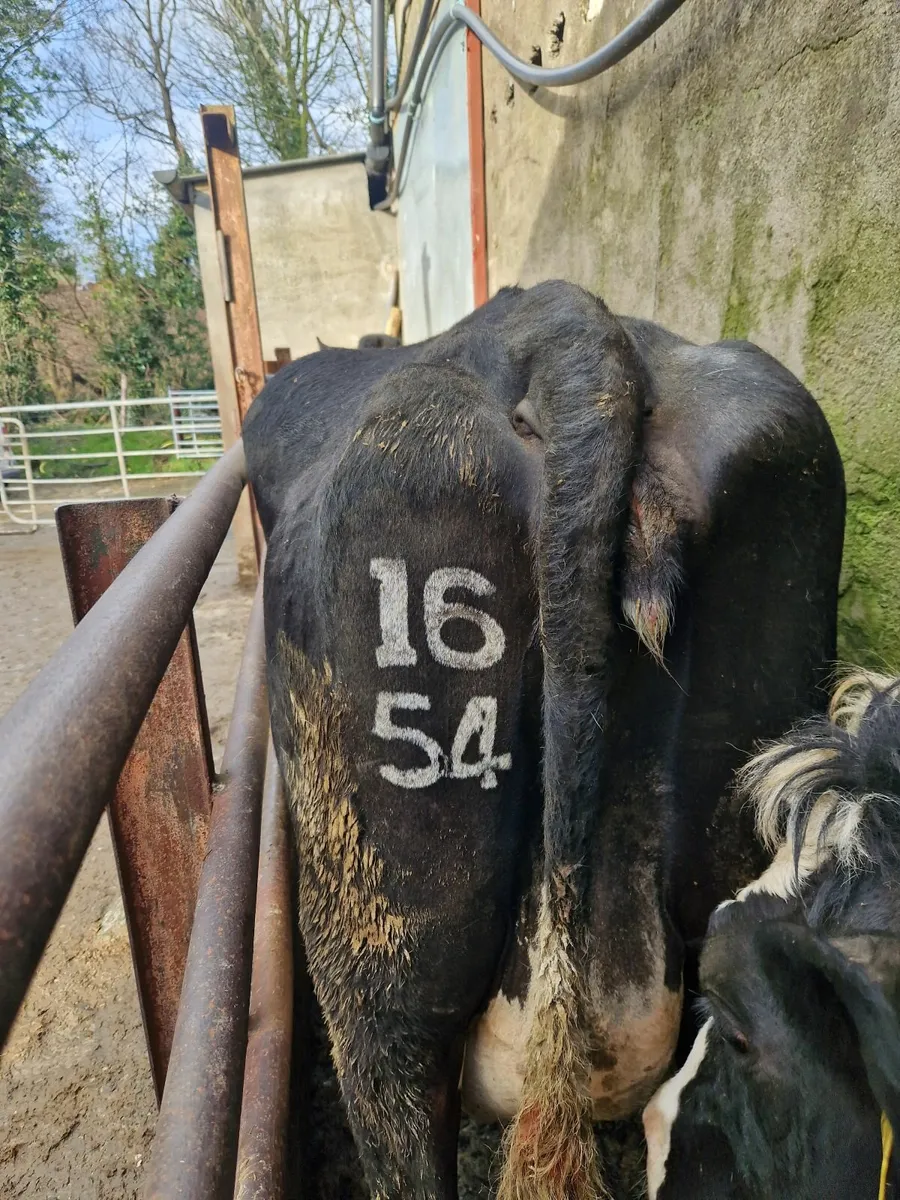 Freeze branding - Image 3