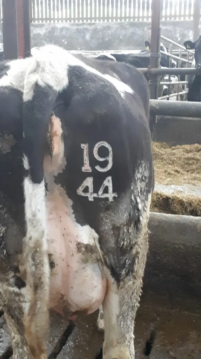 Freeze branding - Image 4