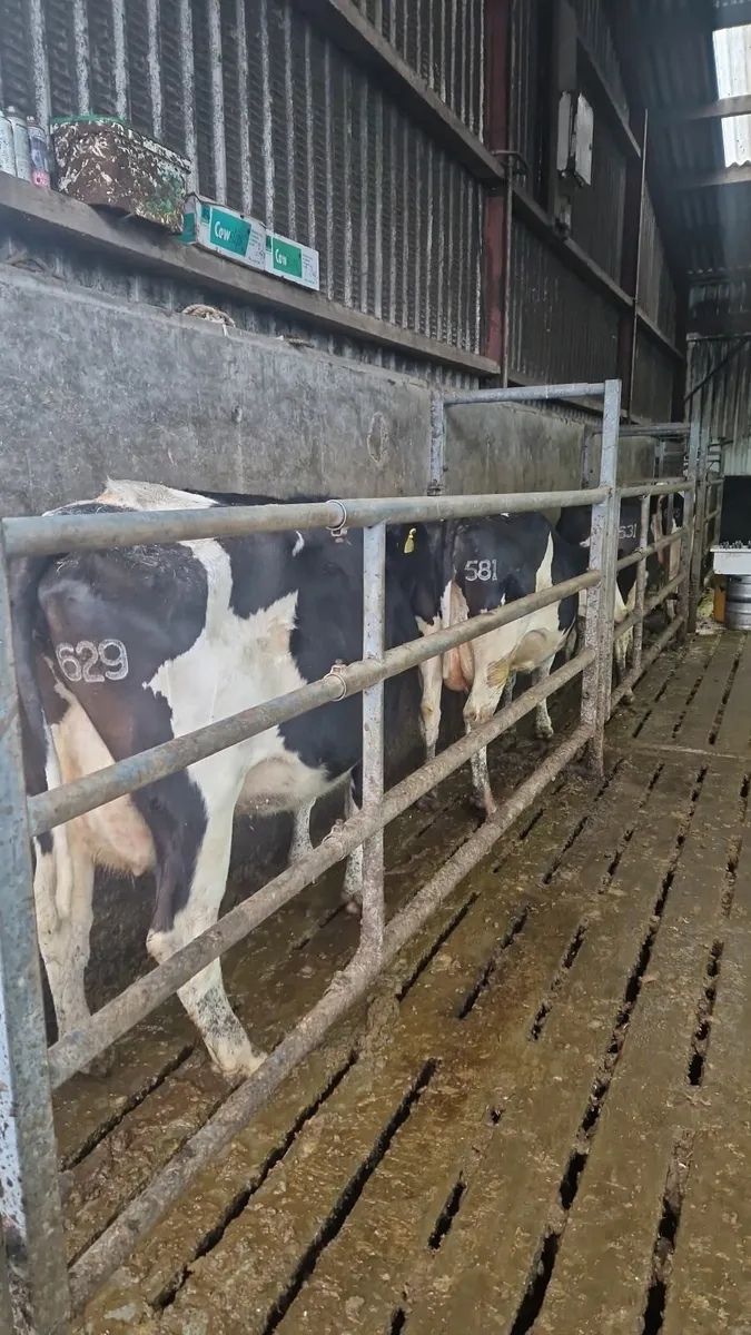 Freeze branding - Image 1