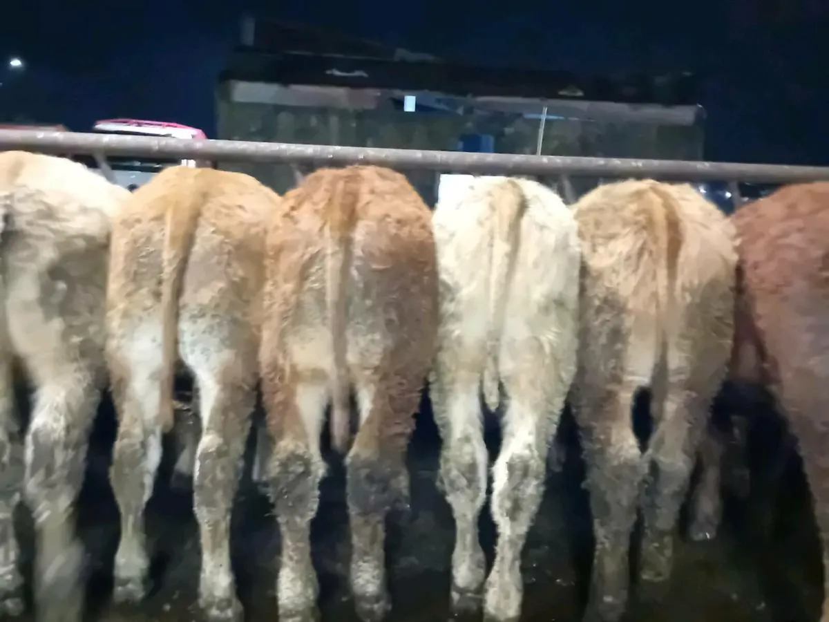 10 Smashing Bull Weanlings - Image 1