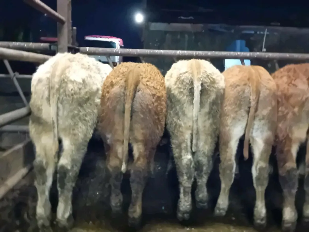 10 Smashing Bull Weanlings - Image 2