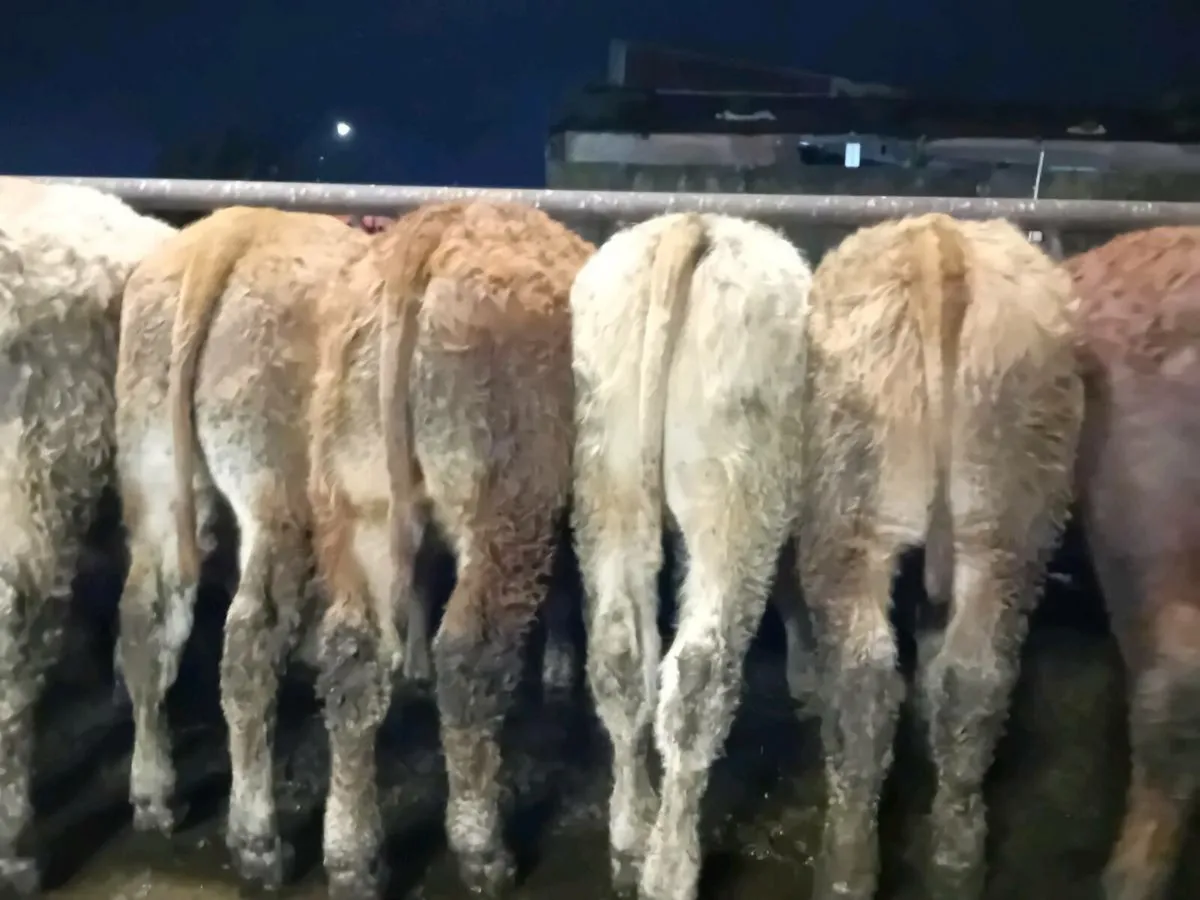 10 Smashing Bull Weanlings - Image 3