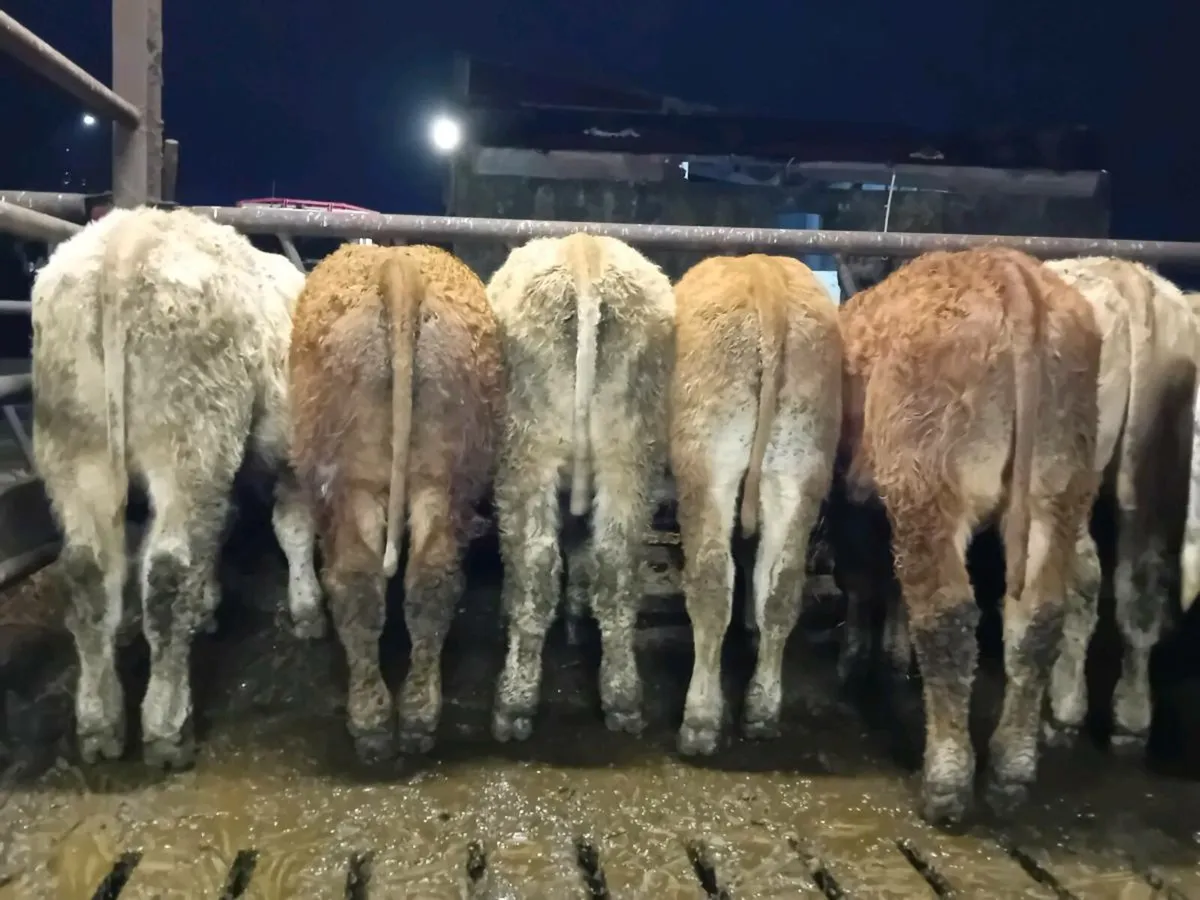 10 Smashing Bull Weanlings - Image 4