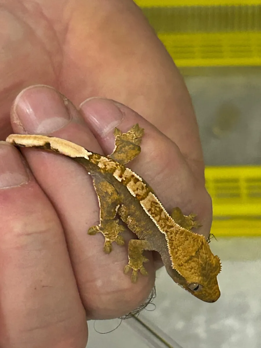 Gecko - Image 3