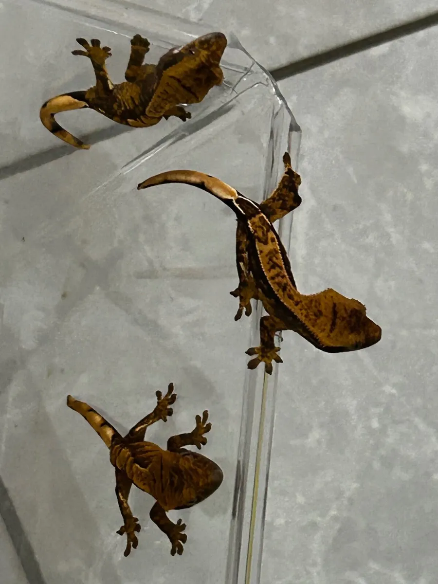 Gecko - Image 4