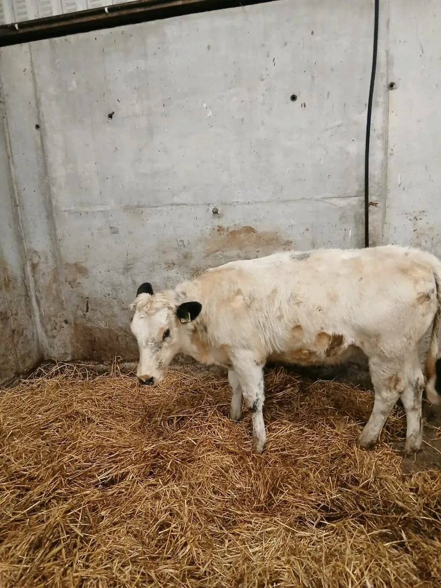 Belgian blue Heifer - Image 2