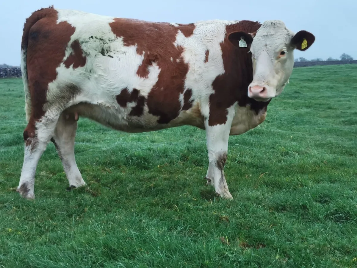 Incalf Simmental Heifers for Balla this Saturday - Image 1