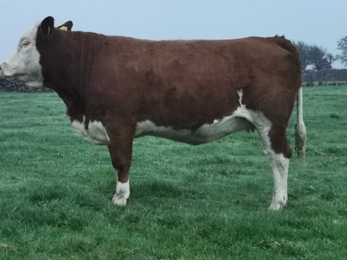 Incalf Simmental Heifers for Balla this Saturday - Image 2