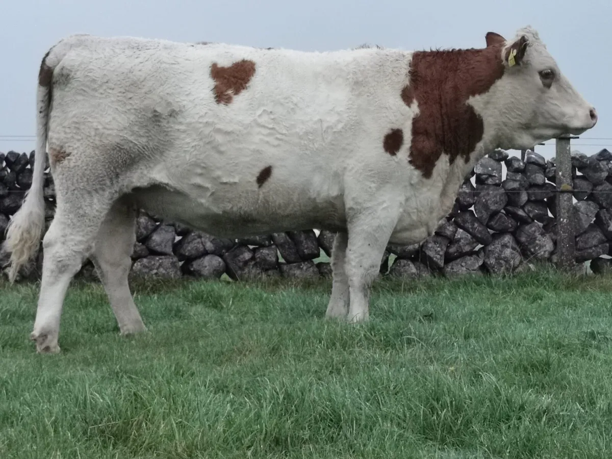 Incalf Simmental Heifers for Balla this Saturday - Image 3