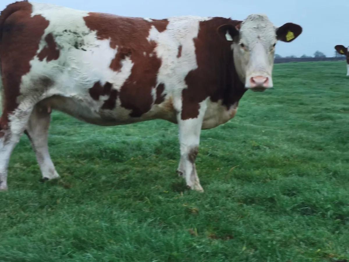 Incalf Simmental Heifers for Balla this Saturday - Image 4