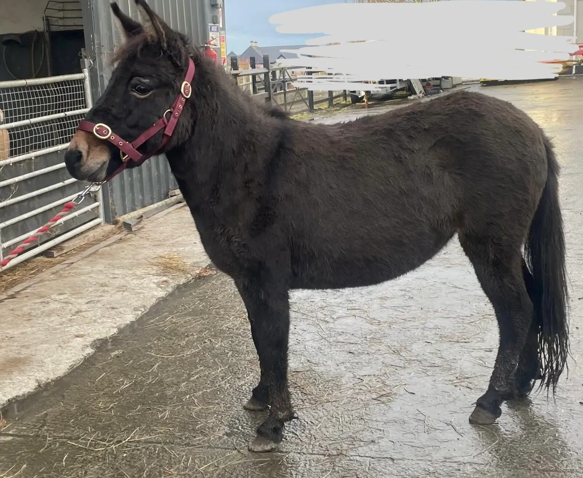 Friendly female  MULE 5 years old - Image 1