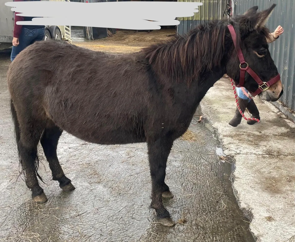 Friendly female  MULE 5 years old - Image 2