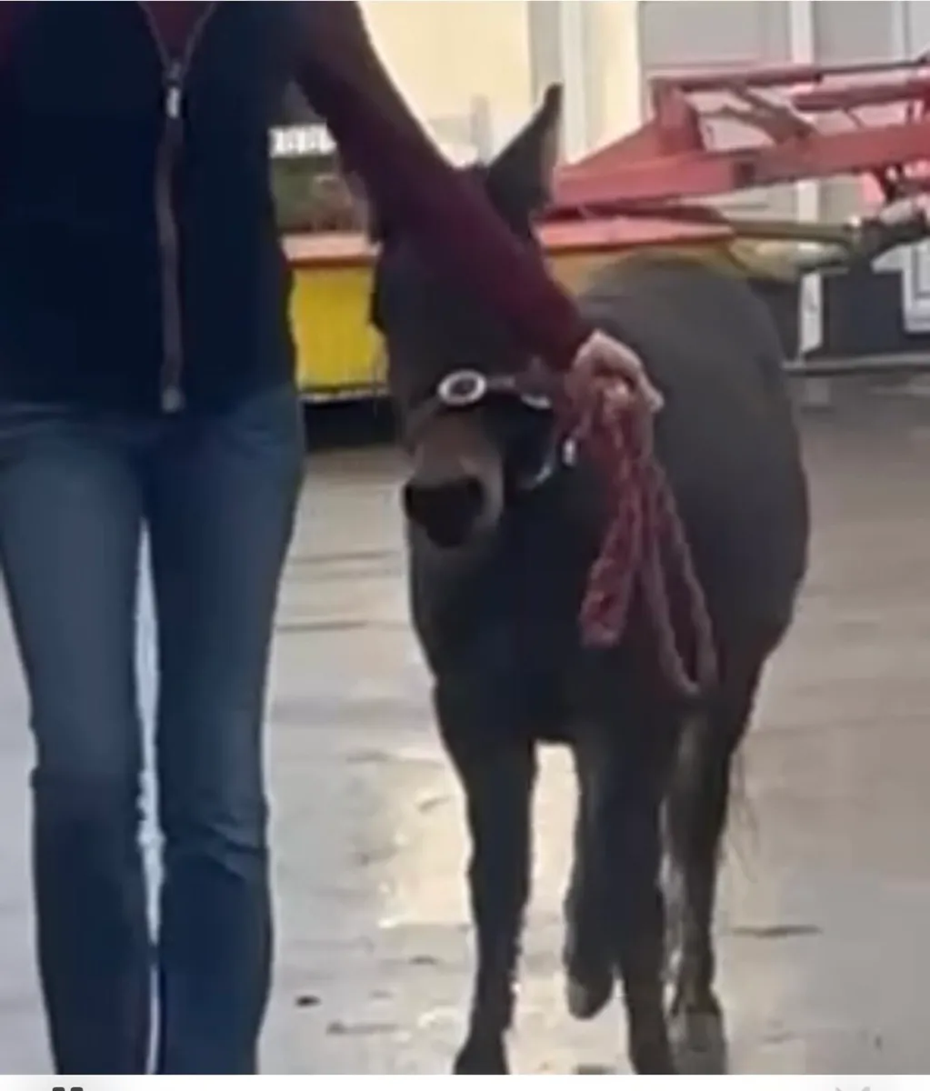 Friendly female  MULE 5 years old - Image 3