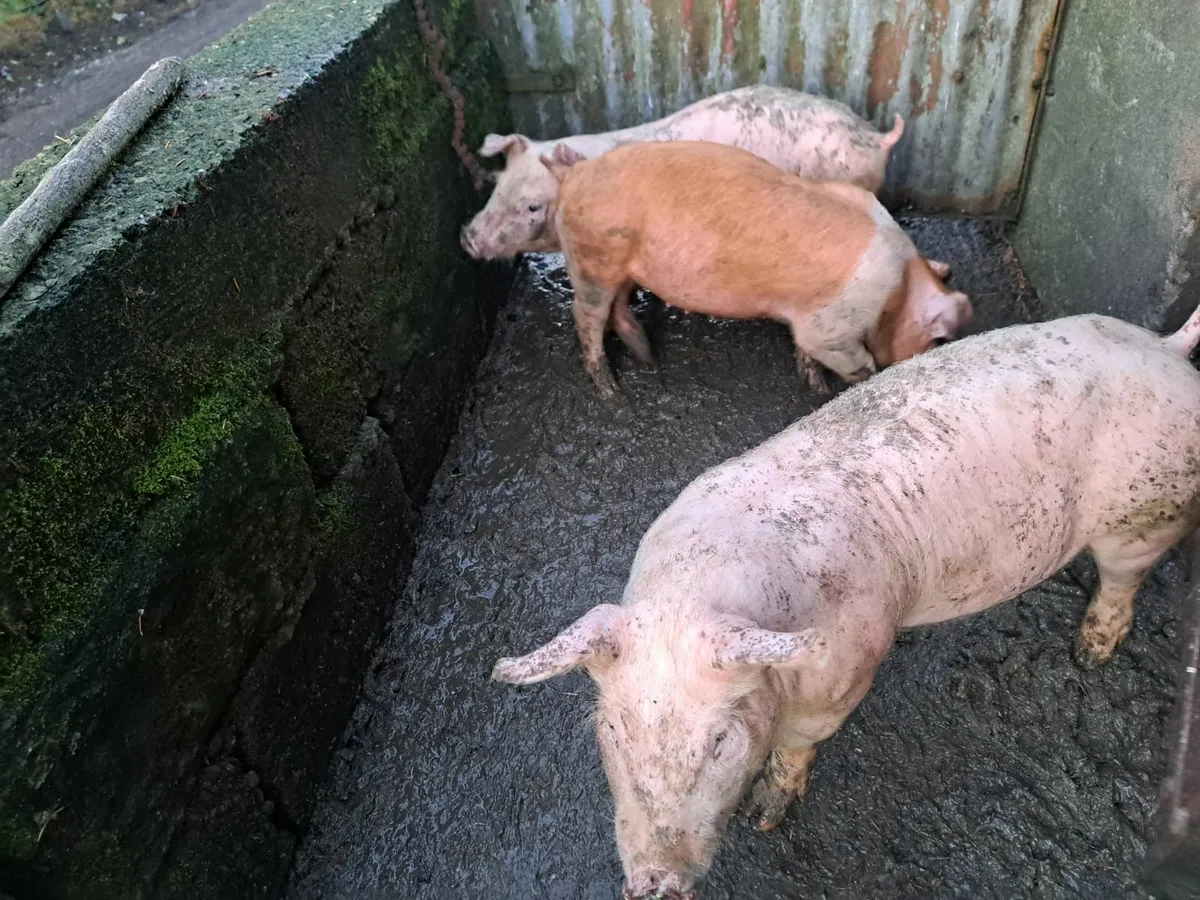 Pigs - Image 1