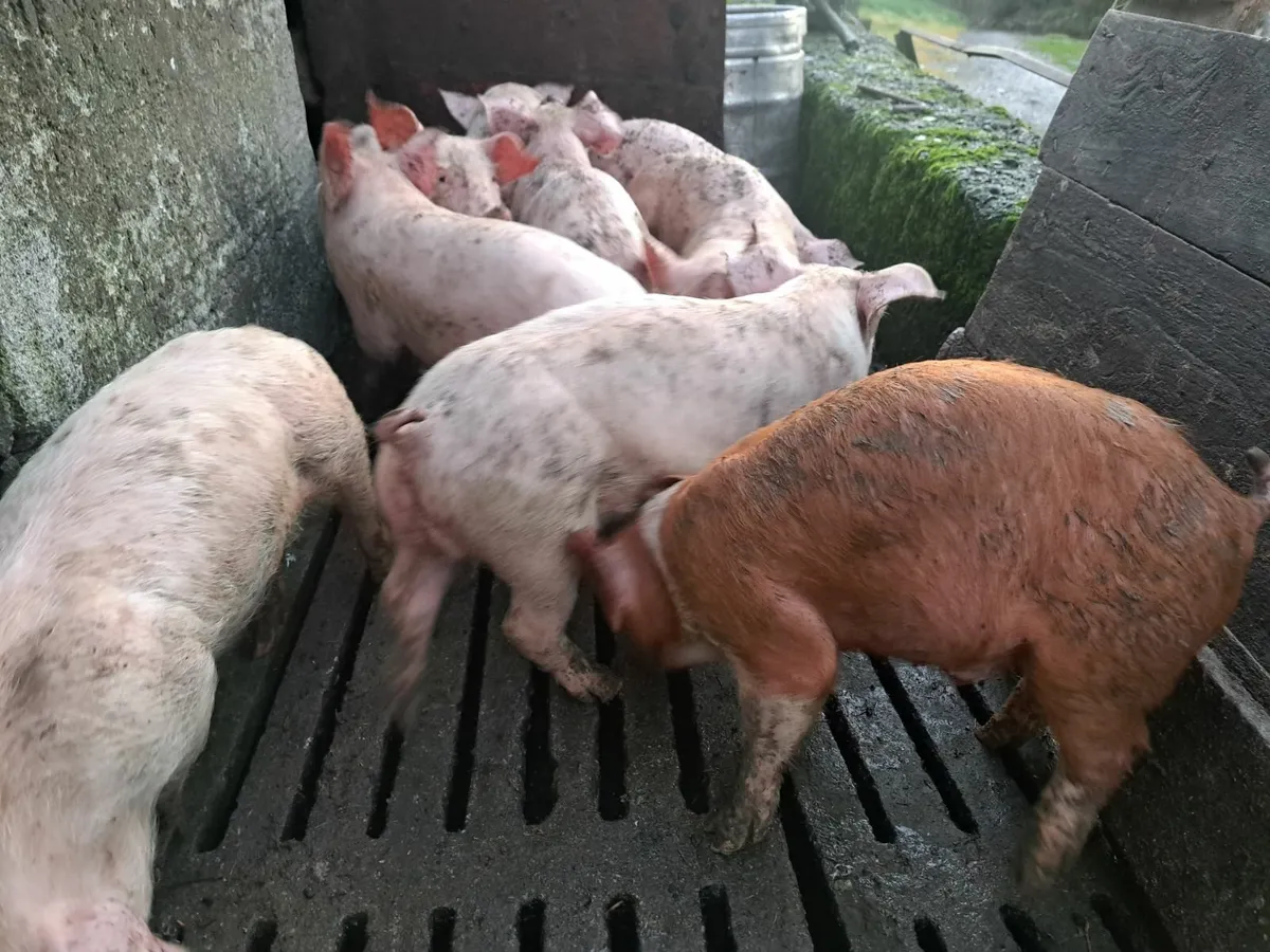 Pigs - Image 2