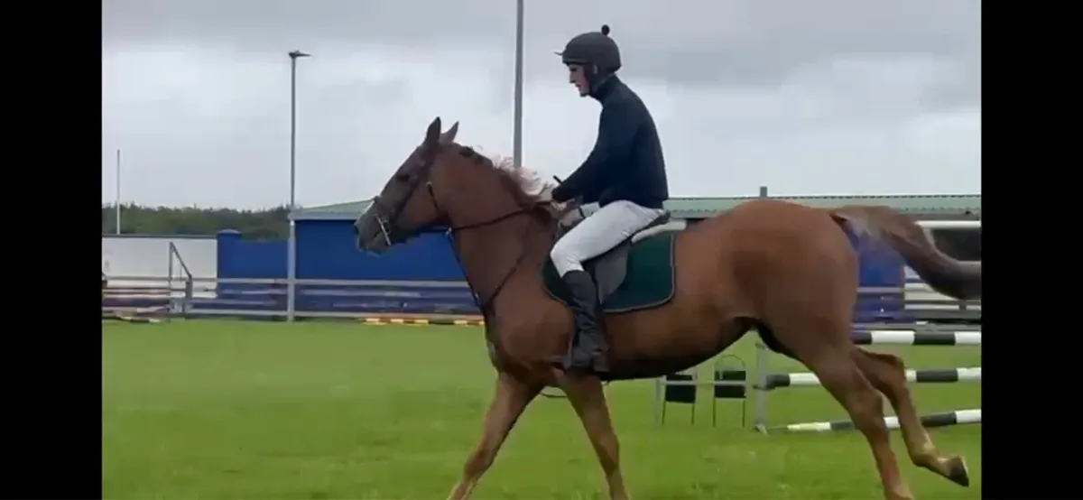 4 year old chestnut filly 165 cm - Image 1