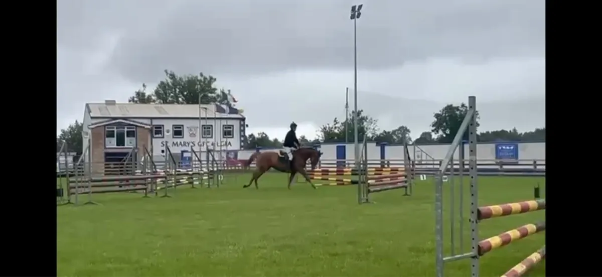 4 year old chestnut filly 165 cm - Image 2