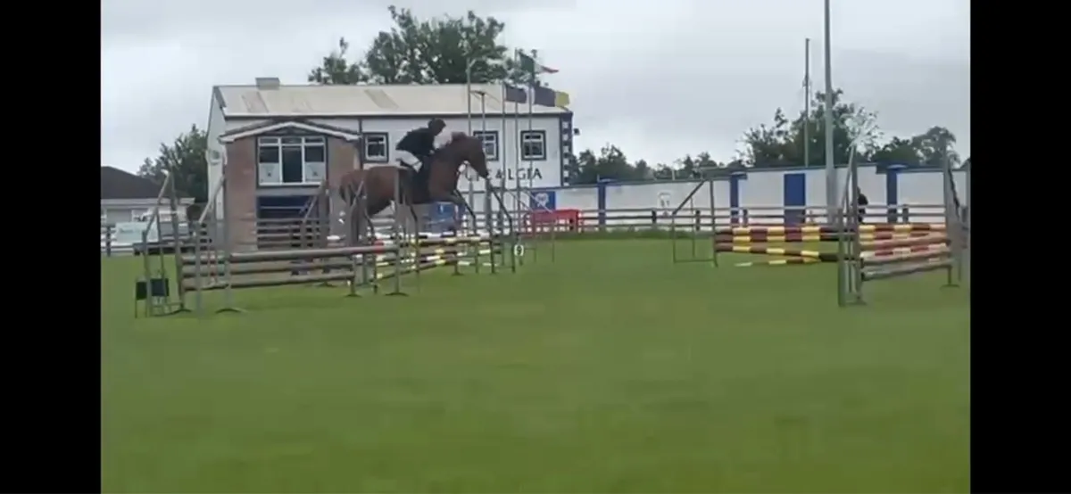 4 year old chestnut filly 165 cm - Image 3