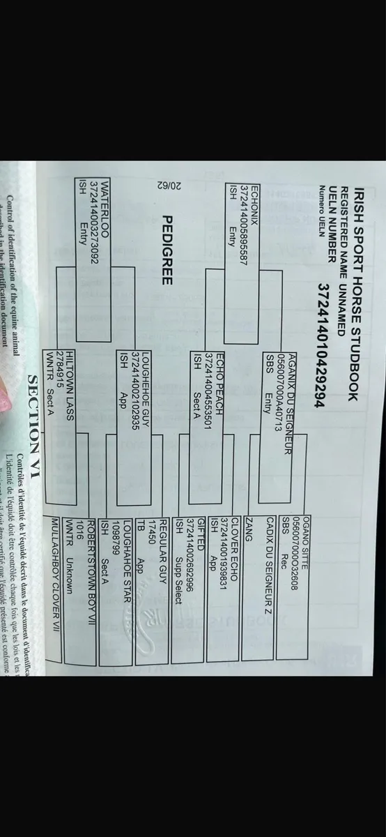4 year old chestnut filly 165 cm - Image 4