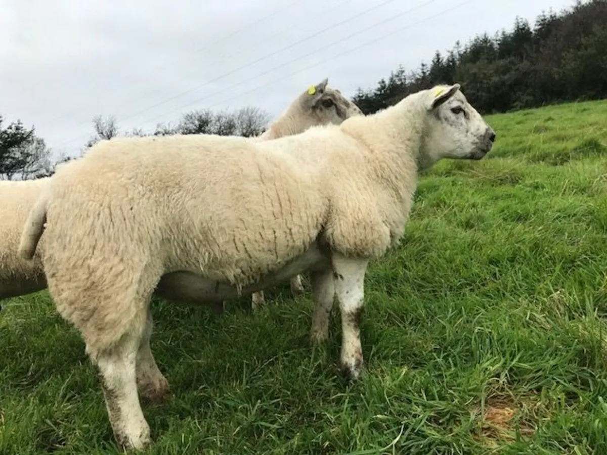 Mule-Tex Ram Lamb for sale - Image 1