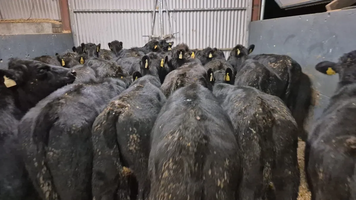 24 Angus Heifer Weanlings - Image 2