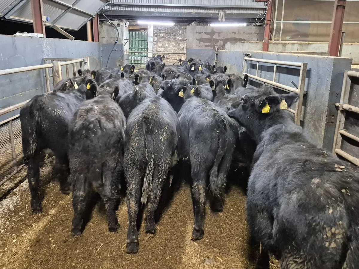 24 Angus Heifer Weanlings - Image 3