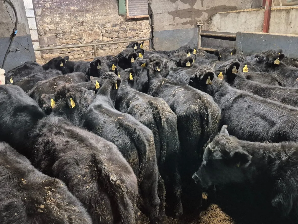 24 Angus Heifer Weanlings - Image 1