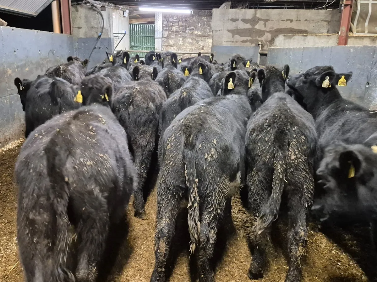 24 Angus Heifer Weanlings - Image 4