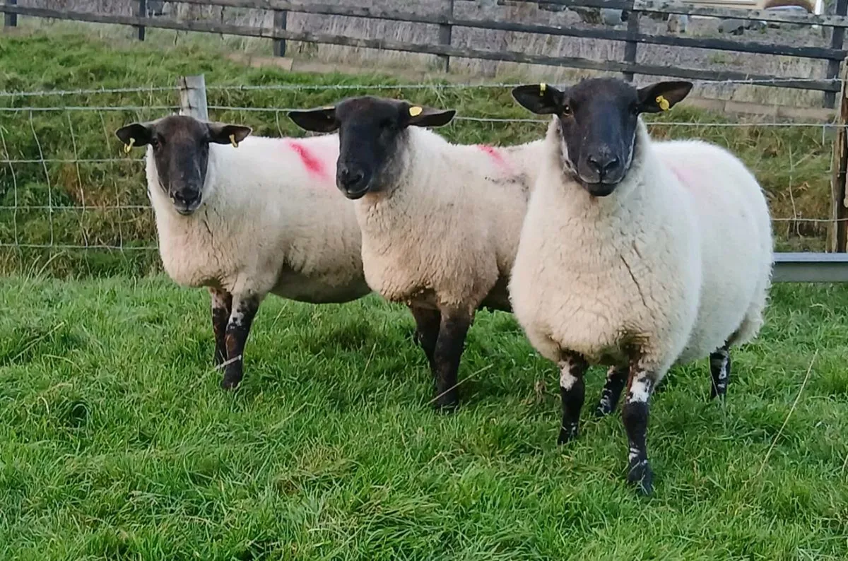 Carrick Charity Auction - Image 3