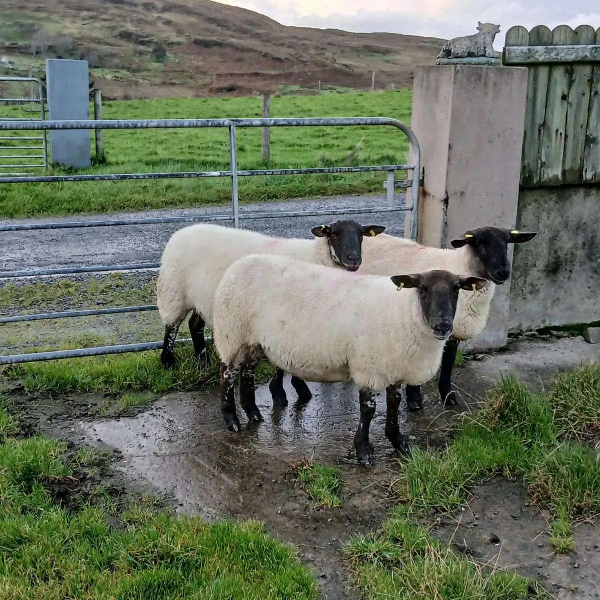 Carrick Charity Auction - Image 4