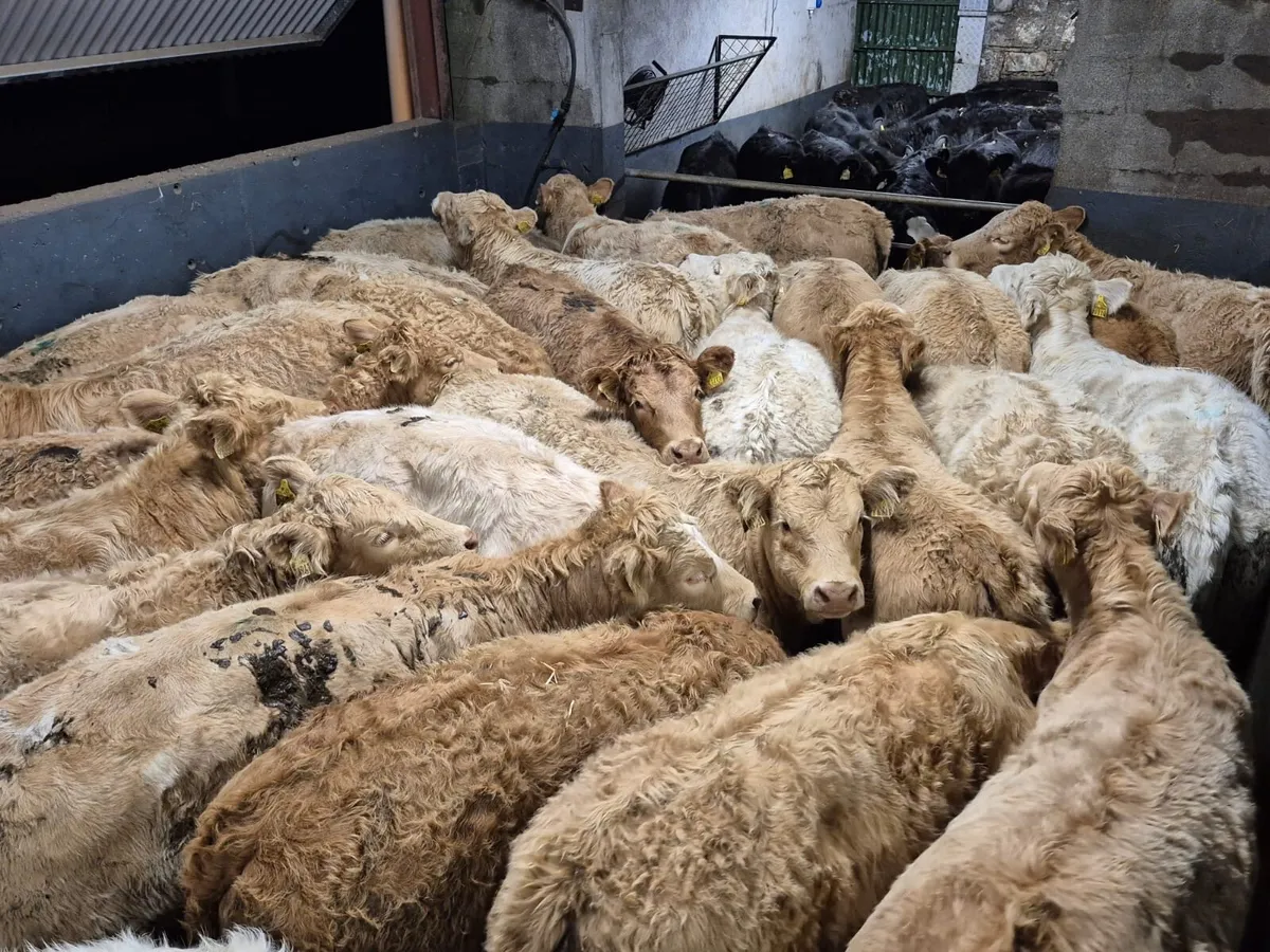 32 Charolais Heifer Weanlings - Image 1