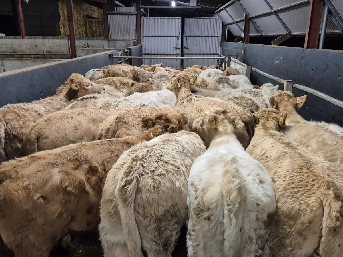32 Charolais Heifer Weanlings - Image 2