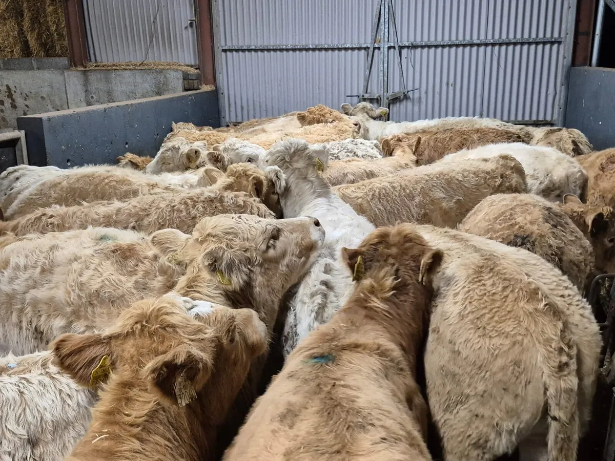 32 Charolais Heifer Weanlings - Image 3
