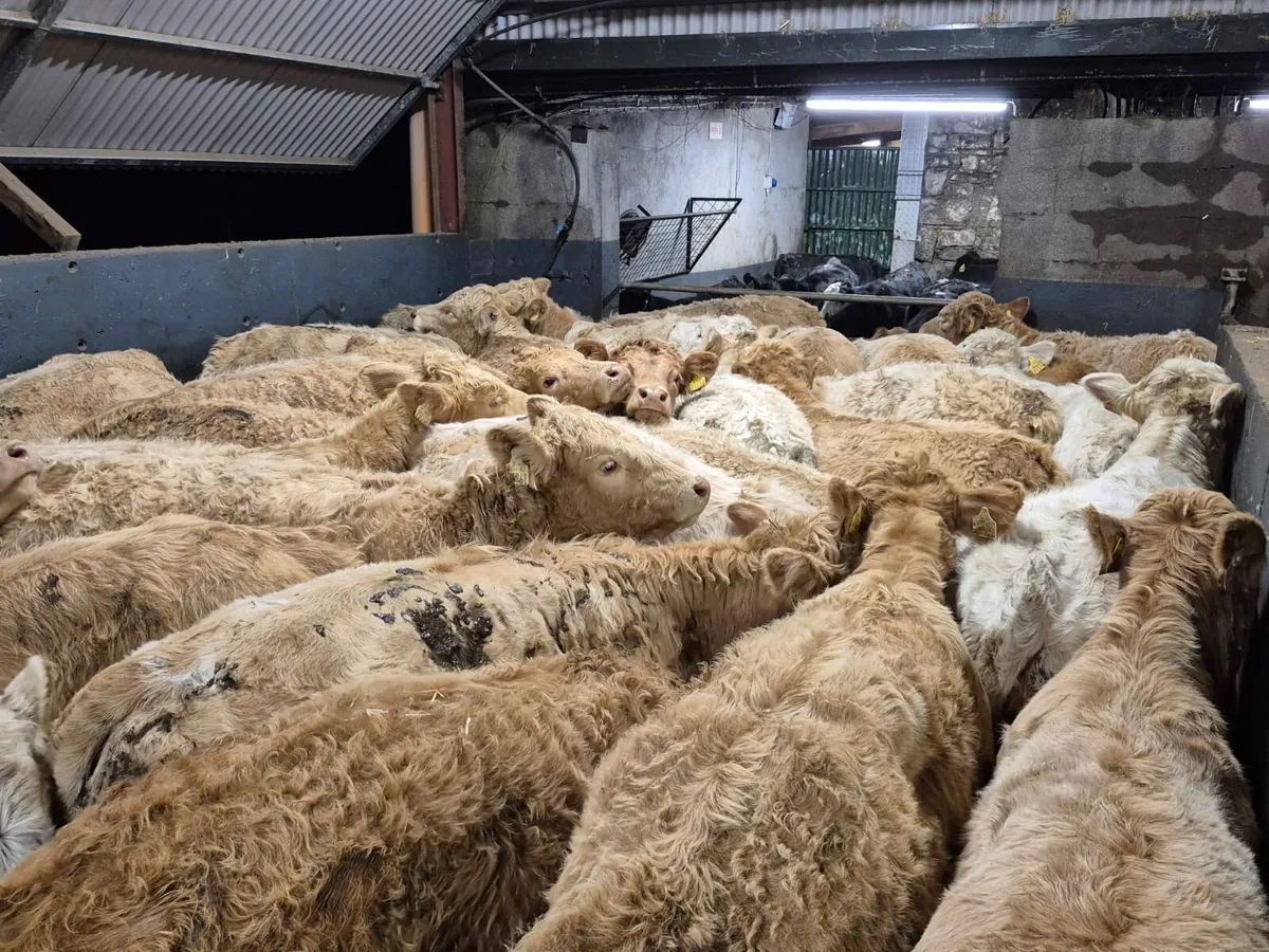 32 Charolais Heifer Weanlings - Image 4