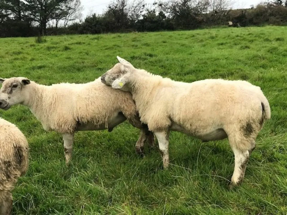 Mule-Tex Ram Lamb for sale - Image 3