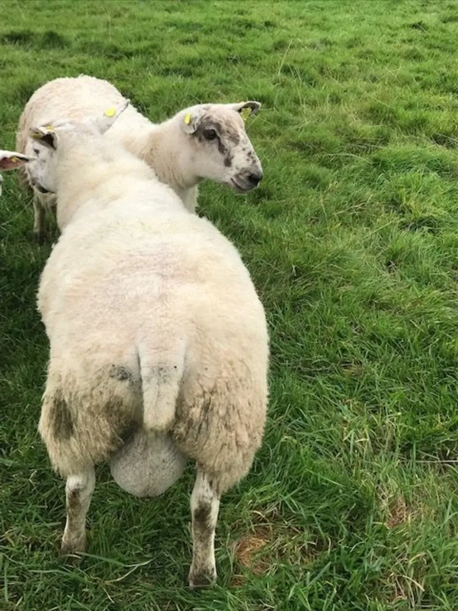 Mule-Tex Ram Lamb for sale - Image 4